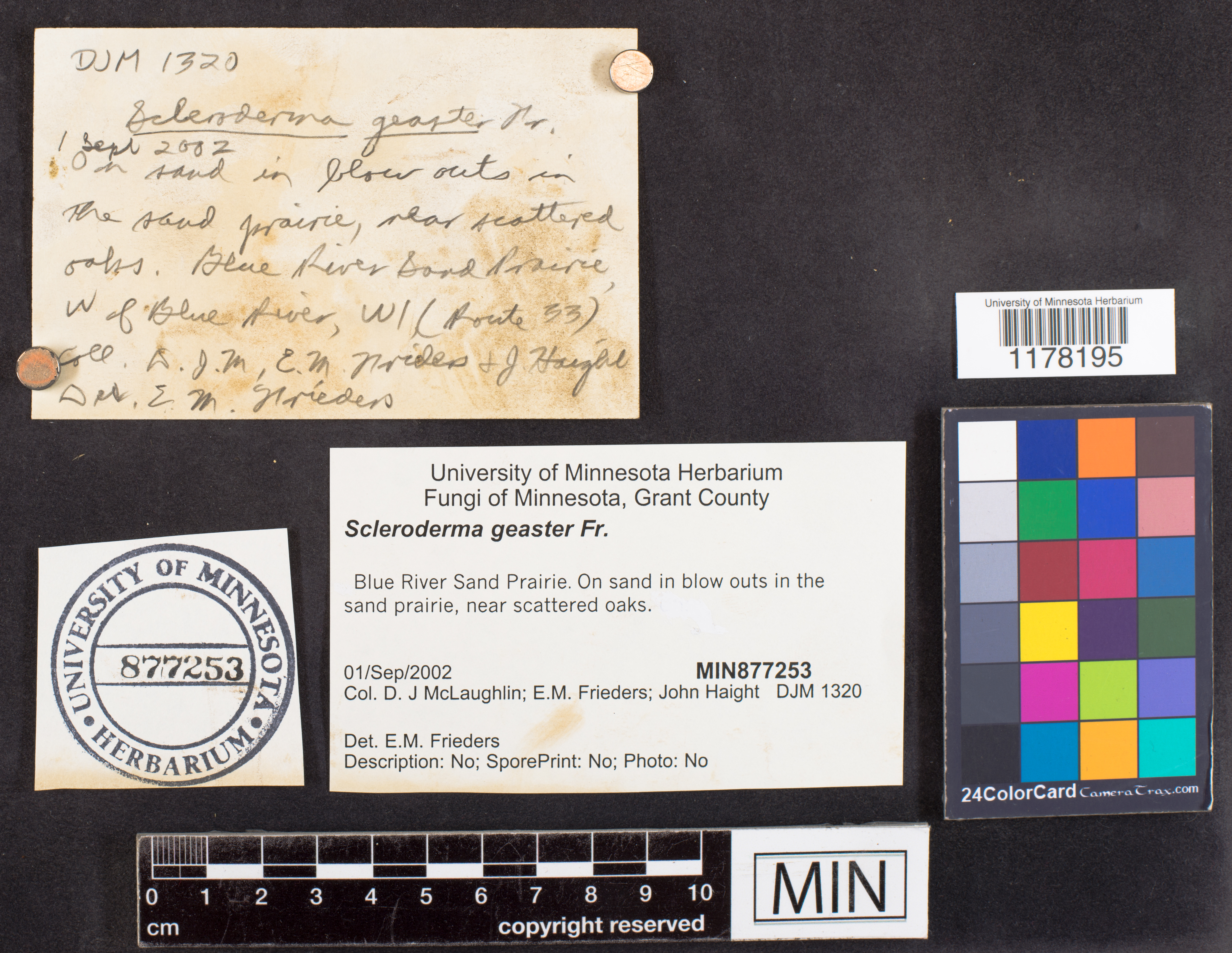 Scleroderma polyrhizum image