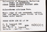 Scleroderma citrinum image