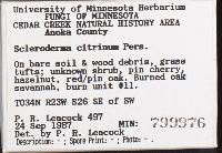 Scleroderma citrinum image