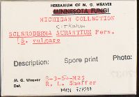 Scleroderma citrinum image