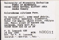Scleroderma citrinum image