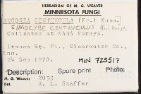 Simocybe centunculus image