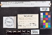 Simocybe centunculus image