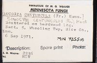 Simocybe centunculus image