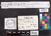 Simocybe centunculus image