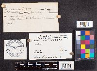 Sebacina incrustans image