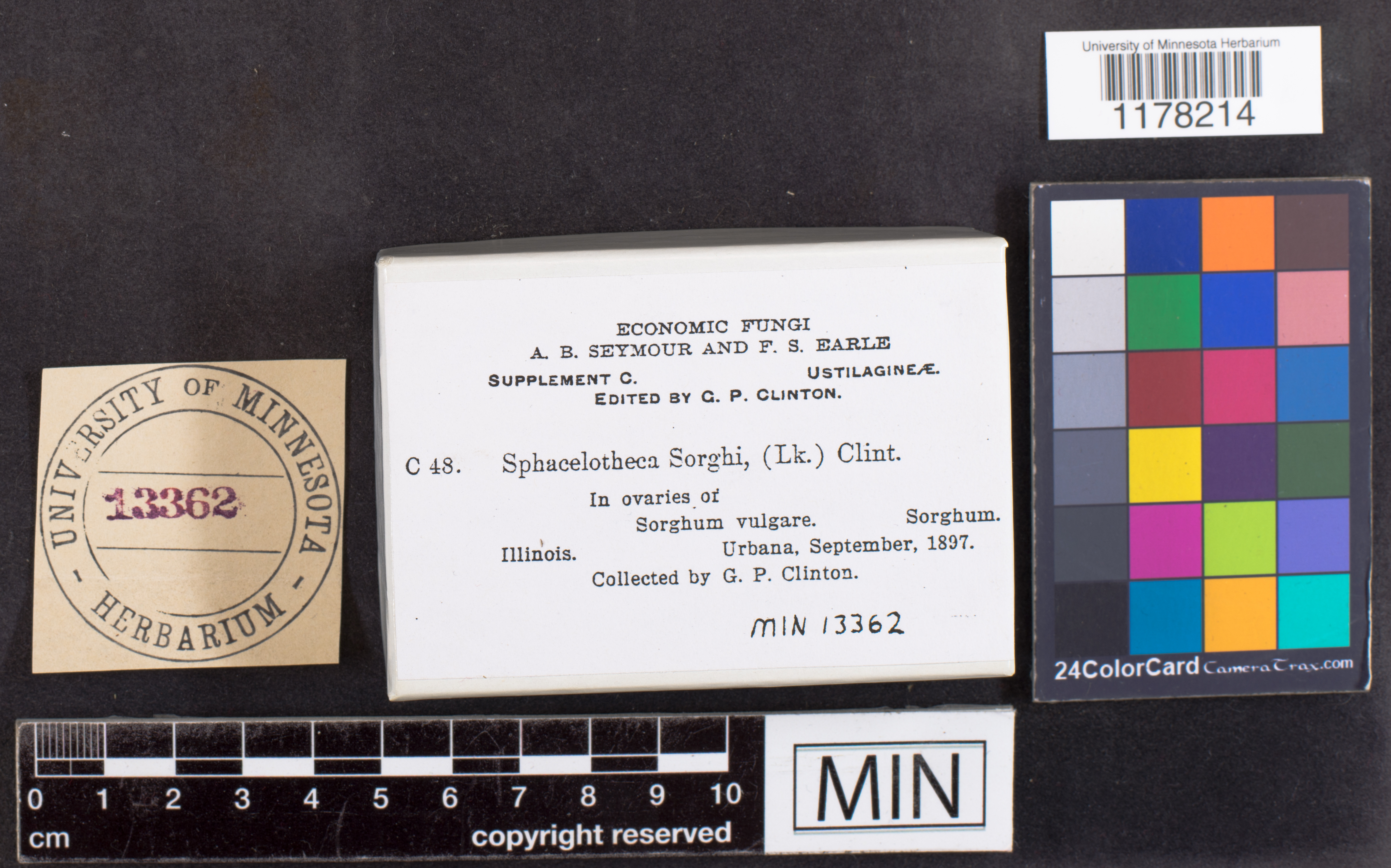 Sphacelotheca sorghi image