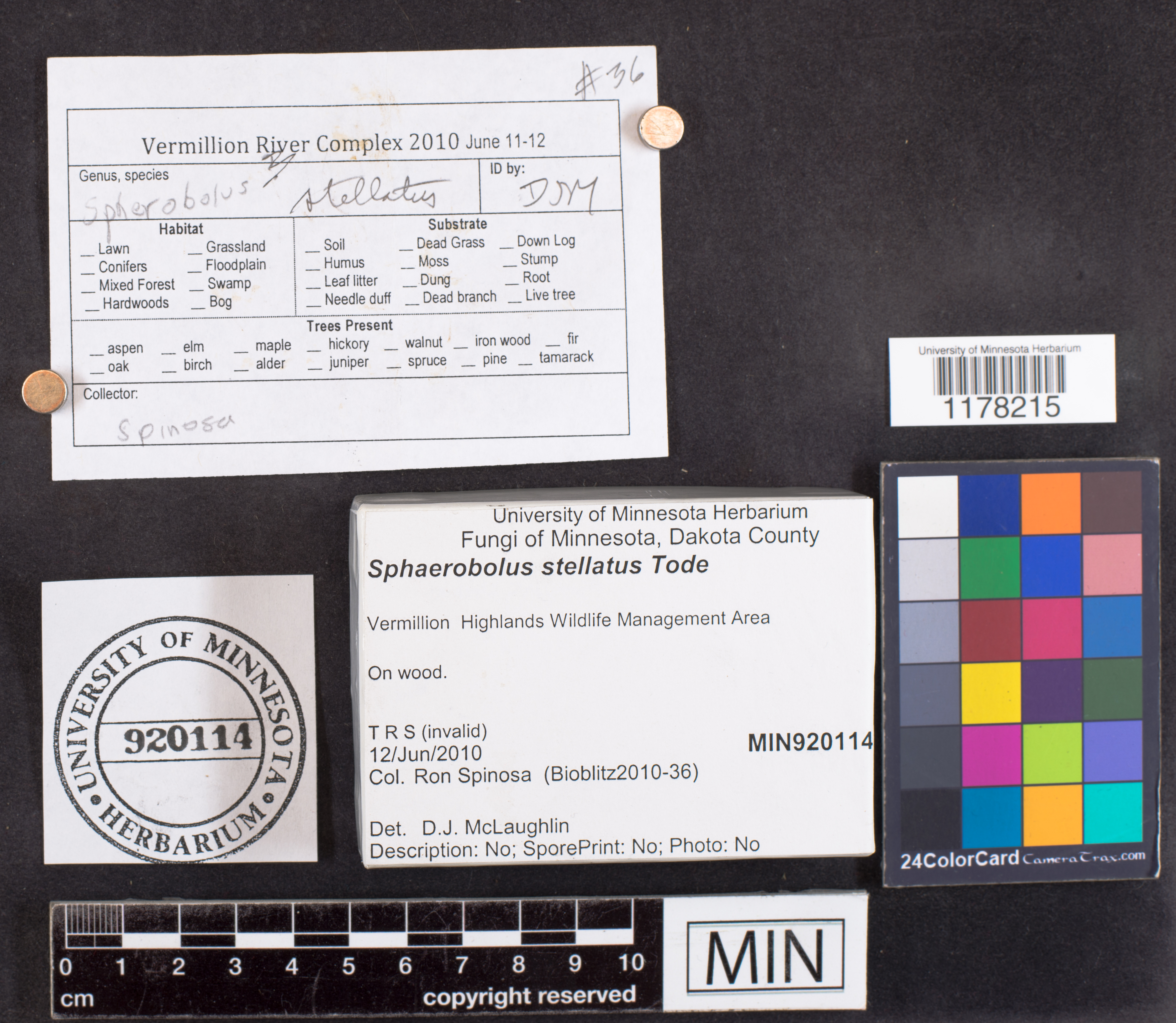 Sphaerobolus stellatus image