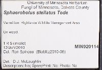 Sphaerobolus stellatus image