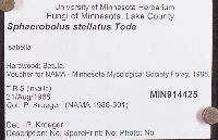 Sphaerobolus stellatus image