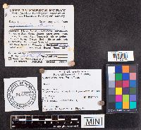 Sphaerobolus stellatus image