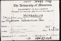 Steccherinum ochraceum image