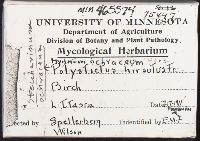 Steccherinum ochraceum image