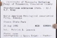 Steccherinum ochraceum image