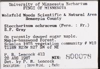 Steccherinum ochraceum image