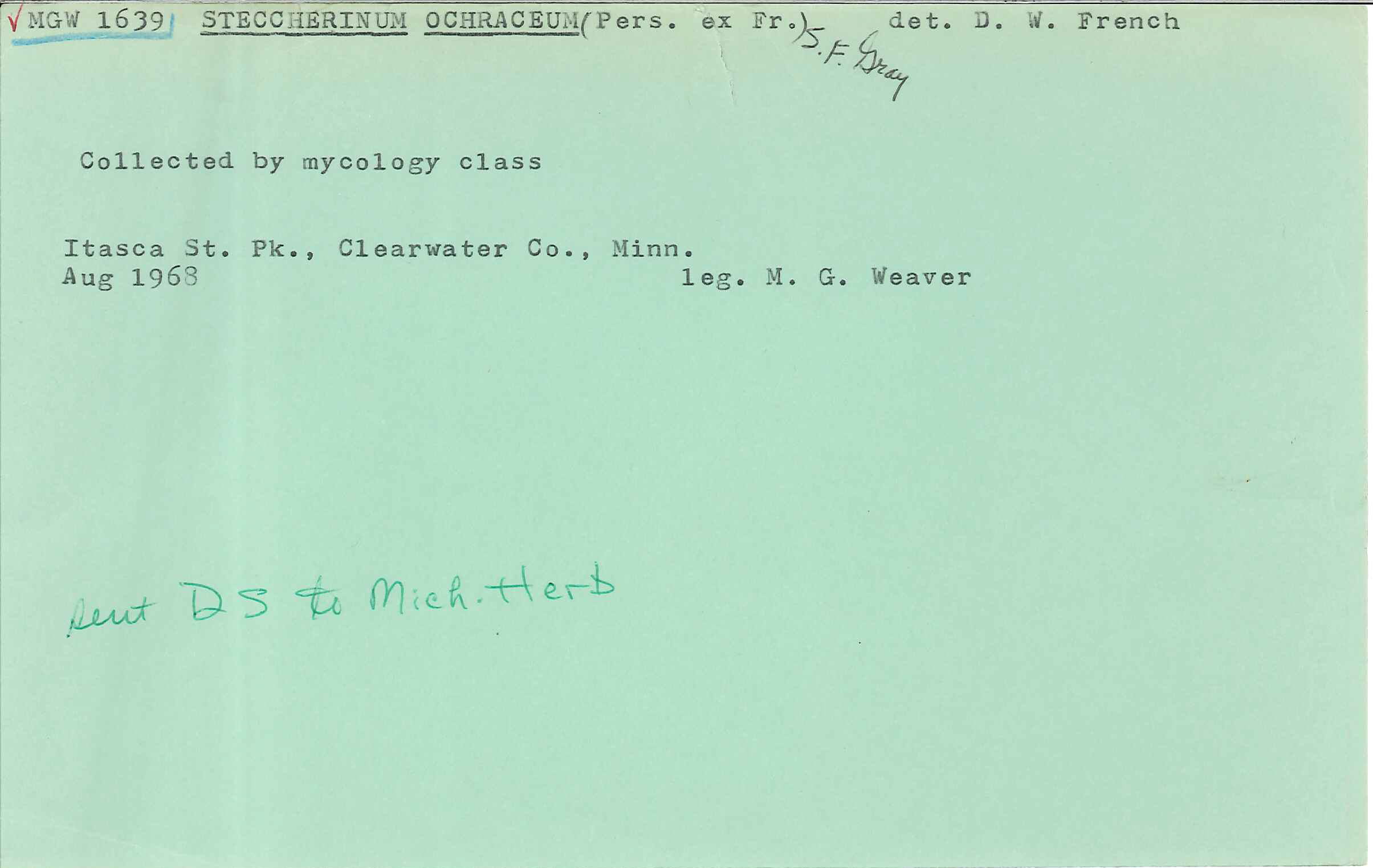 Steccherinum ochraceum image