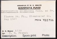 Steccherinum ochraceum image