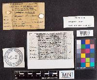 Spongipellis unicolor image