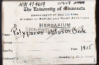 Spongipellis unicolor image