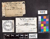 Spongipellis unicolor image