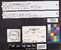 Spongipellis unicolor image