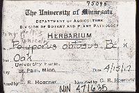 Spongipellis unicolor image