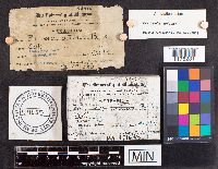 Spongipellis unicolor image