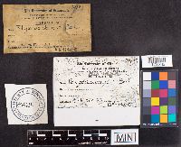 Spongipellis unicolor image