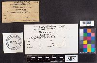 Spongipellis unicolor image