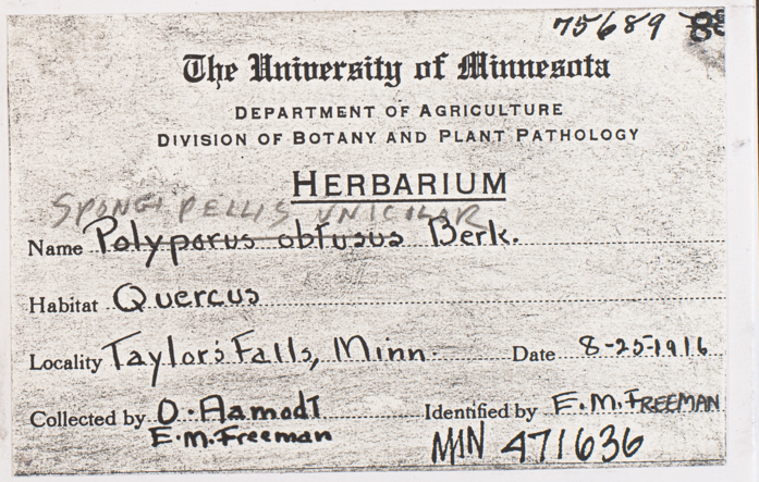 Spongipellis unicolor image