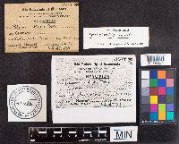 Spongipellis unicolor image