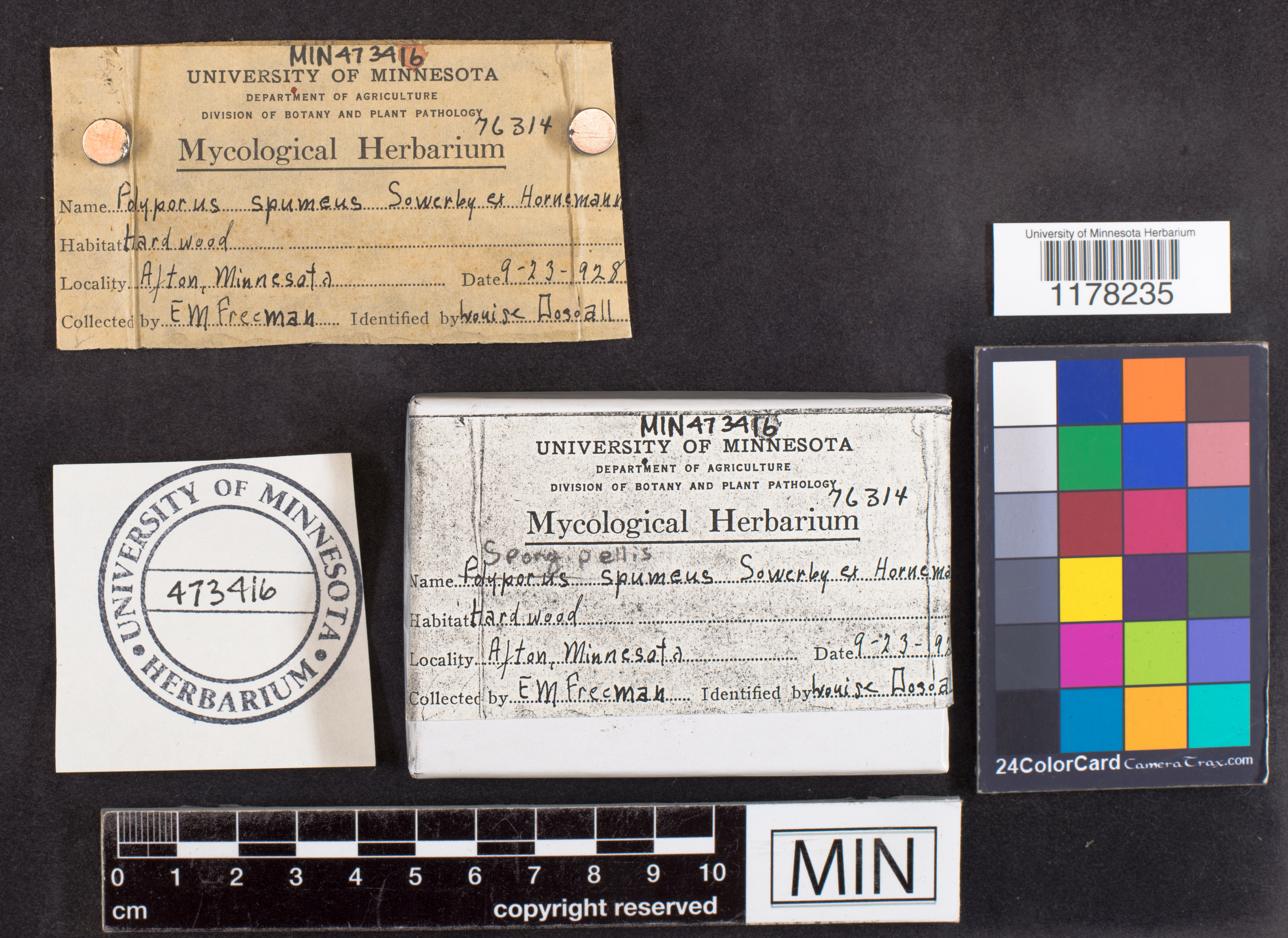 Sarcodontia spumea image