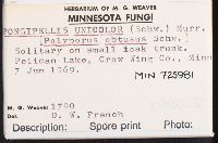 Spongipellis unicolor image