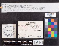 Spongipellis unicolor image