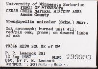 Spongipellis unicolor image