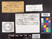 Spongipellis unicolor image