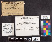 Spongipellis unicolor image