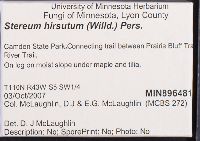 Stereum hirsutum image