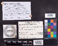 Stereum hirsutum image