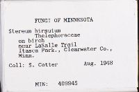 Stereum hirsutum image