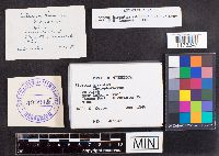 Stereum hirsutum image