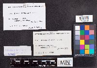 Stereum hirsutum image