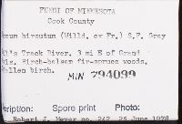 Stereum hirsutum image