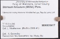 Stereum hirsutum image