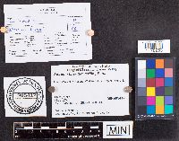 Stereum hirsutum image