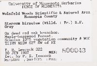 Stereum hirsutum image