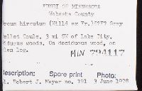 Stereum hirsutum image