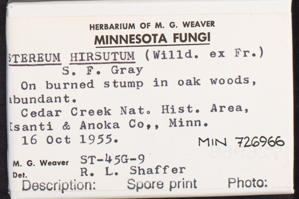 Stereum hirsutum image