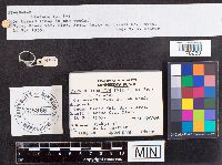 Stereum hirsutum image