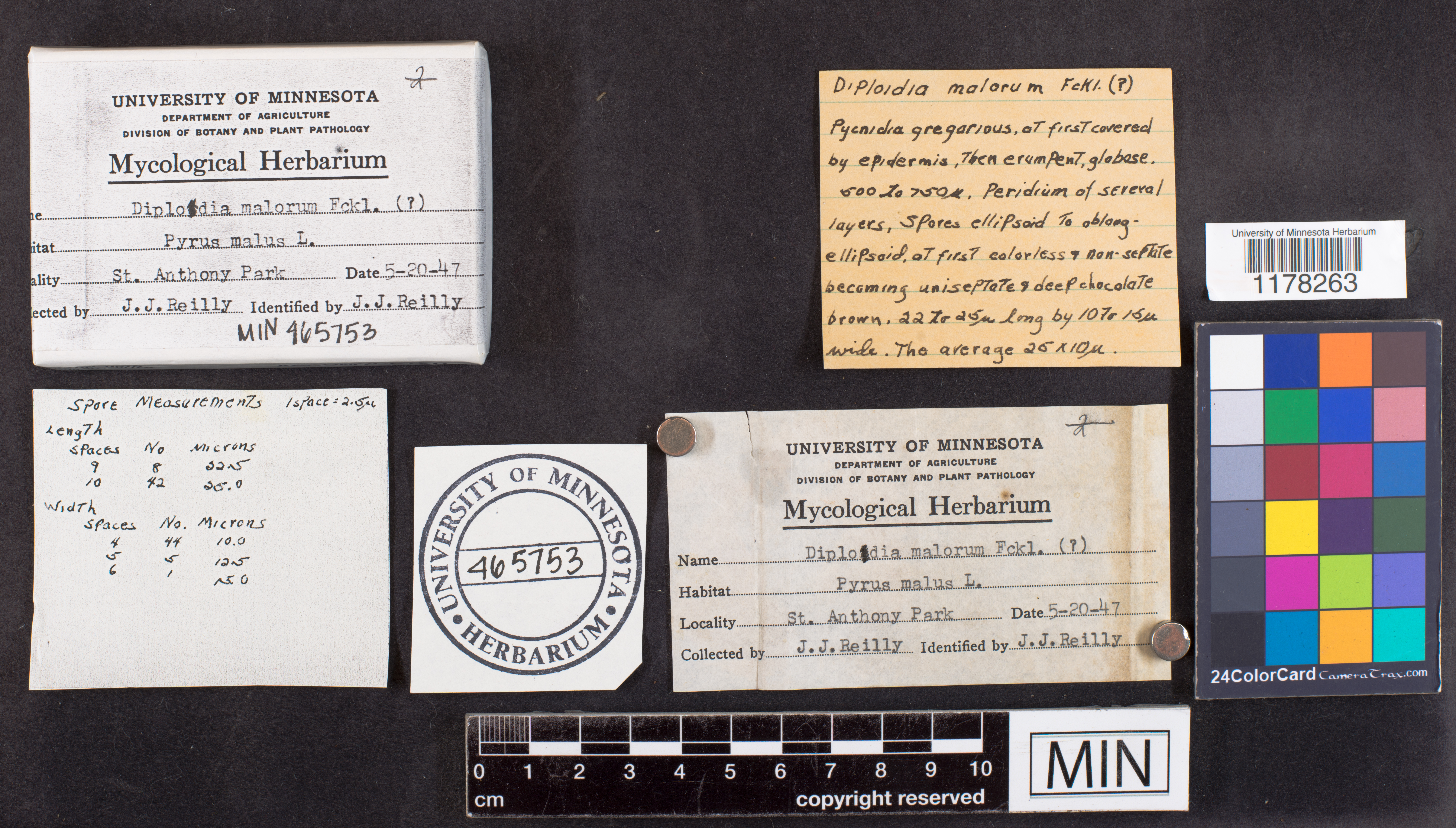 Diplodia malorum image